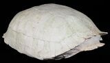 Fossil Tortoise (Testudo) - Uncommon Species #50819-1